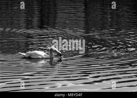 Schwarz-weiß Foto von einem Schwan würdevoll Schwimmen an einem See in Rumänien Stockfoto