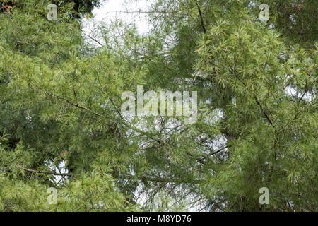 Weymouthkiefer, Weymouth-Kiefer, Weymouthskiefer, Weymouths-Kiefer, Strobe, Pinus strobus, Eastern White Pine, Nördliche weiße Kiefer, Weymou Stockfoto