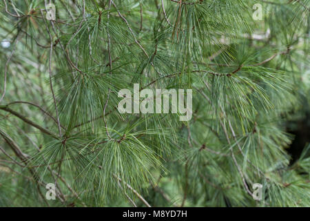 Weymouthkiefer, Weymouth-Kiefer, Weymouthskiefer, Weymouths-Kiefer, Strobe, Pinus strobus, Eastern White Pine, Nördliche weiße Kiefer, Weymou Stockfoto