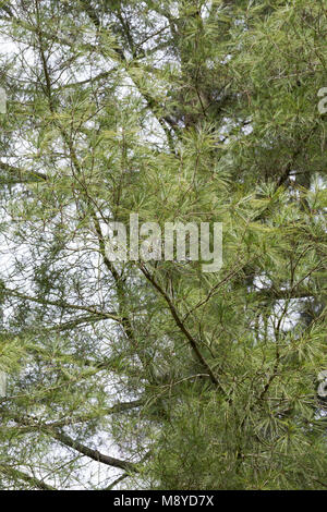 Weymouthkiefer, Weymouth-Kiefer, Weymouthskiefer, Weymouths-Kiefer, Strobe, Pinus strobus, Eastern White Pine, Nördliche weiße Kiefer, Weymou Stockfoto