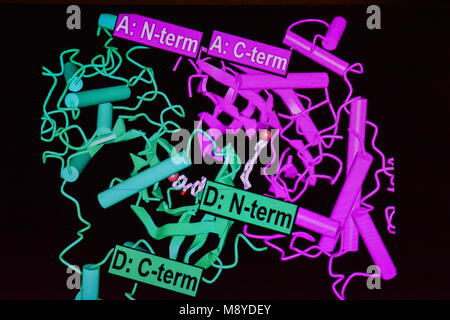 Ein Strukturmodell eines Proteins, das Molekül. 3D-Modellierung von Makromolekülen. Stockfoto