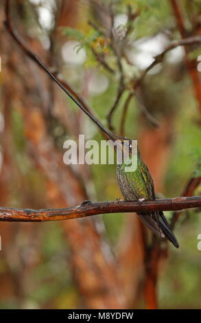 Schwert-billed Hummingbird (Ensifera ensifera) erwachsenen männlichen auf Zweig Ecuador Februar gehockt Stockfoto