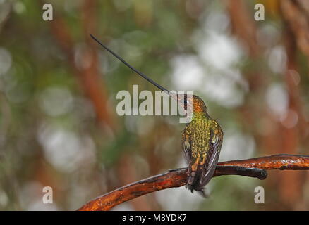 Schwert-billed Hummingbird (Ensifera ensifera) erwachsenen männlichen auf Zweig Ecuador Februar gehockt Stockfoto