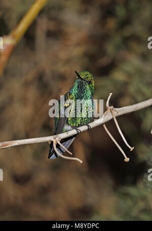 Western Emerald (Chlorostilbon melanorhynchus) erwachsenen männlichen auf Zweig, Quito, Ecuador Februar gehockt Stockfoto