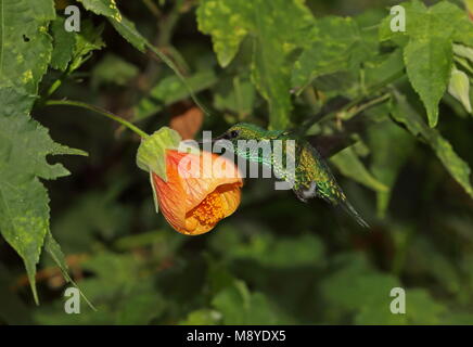 Western Emerald (Chlorostilbon melanorhynchus) erwachsenen männlichen Schweben im Flower 'Patientenklau' stecker Quito, Ecuador Februar Stockfoto