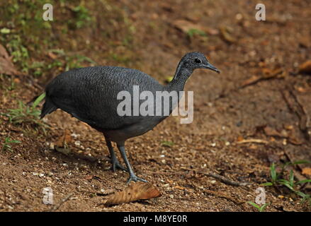 Grau Tinamou (tinamus Tao kleei) Erwachsenen stehen auf waldweg Copalinga Lodge, Ecuador Februar Stockfoto