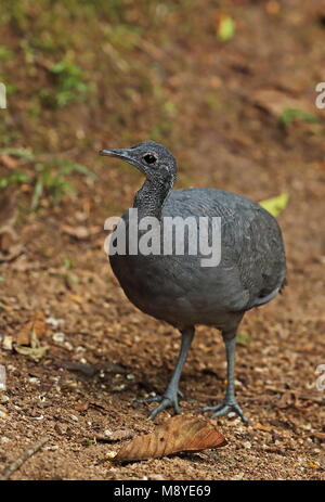 Grau Tinamou (tinamus Tao kleei) Erwachsenen stehen auf waldweg Copalinga Lodge, Ecuador Februar Stockfoto