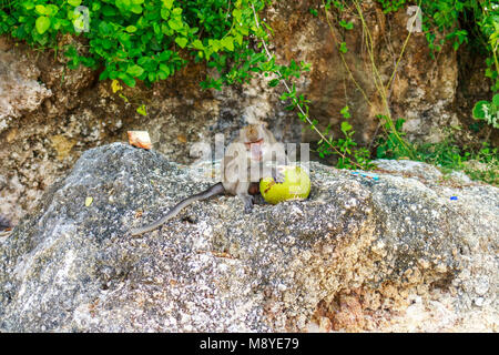 Ein Affe mit einer Kokosnuss in der wilden, Indonesien die Insel Bali. Stockfoto