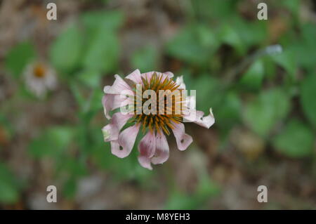 Sonnenhut wächst wild auf dem Waldboden in den Berg Magazin State Park in der Nähe von Paris, Arkansas. Stockfoto