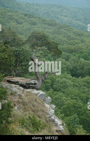 Diese Wacholder wächst auf einem Felsvorsprung geworden ist e ein Symbol des Mount Magazin, der höchste Berg in den Vereinigten Staaten inneren Hochebenen. Stockfoto