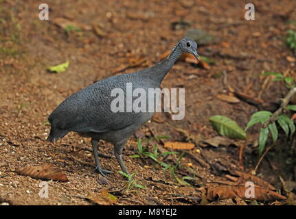 Grau Tinamou (tinamus Tao kleei) Erwachsenen stehen auf waldweg Copalinga Lodge, Ecuador Februar Stockfoto