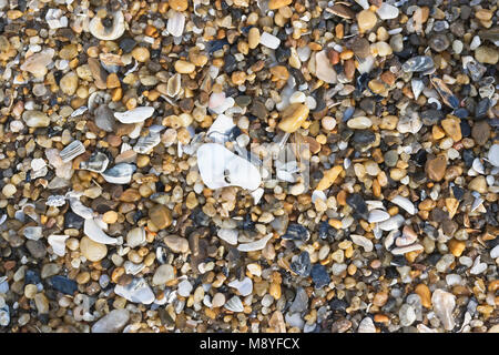 Eine Vielzahl von zerbrochenen Muscheln am Strand. Cape Hatteras National Seashore North Carolina USA Stockfoto