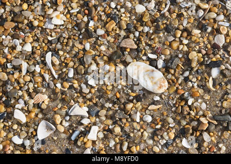 Eine Vielzahl von zerbrochenen Muscheln am Strand. Cape Hatteras National Seashore North Carolina USA Stockfoto