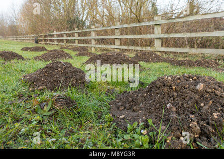 Schäden an Gras von Muttermalen, die maulwurfshügel in der englischen Landschaft Garten Stockfoto