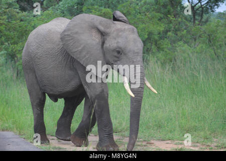 Eine isolierte Musth Elefant in Manyeleti Private Game Reserve an der Grenze zum Kruger National Park Stockfoto