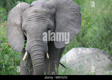 Eine isolierte Musth Elefant in Manyeleti Private Game Reserve an der Grenze zum Kruger National Park Stockfoto