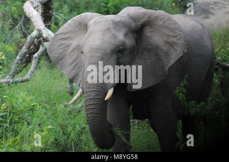Eine isolierte Musth Elefant in Manyeleti Private Game Reserve an der Grenze zum Kruger National Park Stockfoto