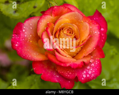 Rote Rose mit Wassertropfen auf grünem Hintergrund Stockfoto