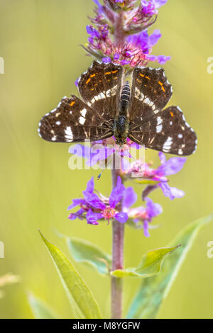 Karte Schmetterling (Araschnia levana) Suchen nach Nektar an den Blüten der blutweiderich (Lythrum salicaria) Stockfoto