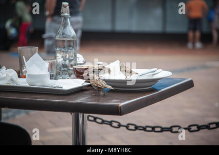 Wilde Vögel essen vom Café Stockfoto
