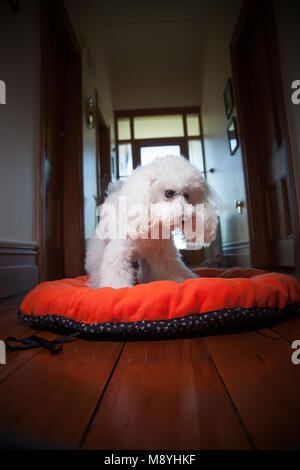 Lucy im Urlaub mit Ihrem lieblings Bed & Spielzeug Stockfoto