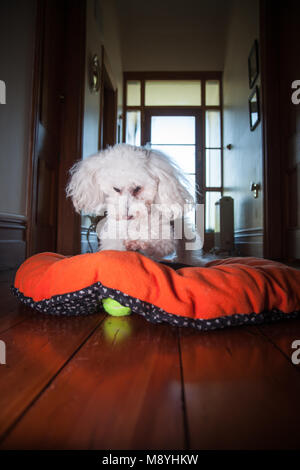 Lucy im Urlaub mit Ihrem lieblings Bed & Spielzeug Stockfoto