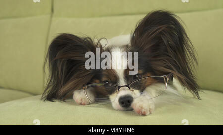 Hund Papillon dog in Gläsern liegt auf der Couch und denkt an seinen Pfoten Stockfoto