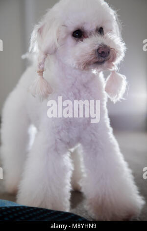 Lucy's schöne Frisur Stockfoto