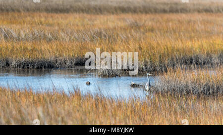 Dreifarbige Reiher in den Sumpf an der Küste von Nord-carolina in einem kleinen Teich in der Mitte eines grasbewachsenen Marschland. Stockfoto