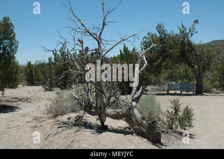 Eine Dahlie hedgehog Cactus klettert einen toten Baum auf einem Wanderweg im Kasha-Katuwe Tent Rocks National Monument. Stockfoto