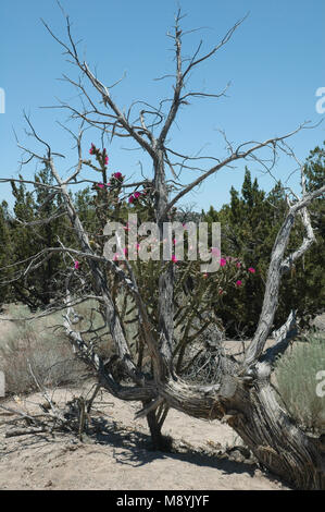 Eine Dahlie hedgehog Cactus klettert einen toten Baum auf einem Wanderweg im Kasha-Katuwe Tent Rocks National Monument. Stockfoto