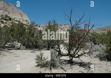Eine Dahlie hedgehog Cactus klettert einen toten Baum auf einem Wanderweg im Kasha-Katuwe Tent Rocks National Monument. Stockfoto