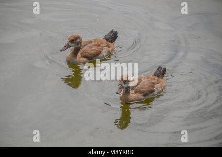 Zwei junge Gans schwimmen im Wasser Stockfoto