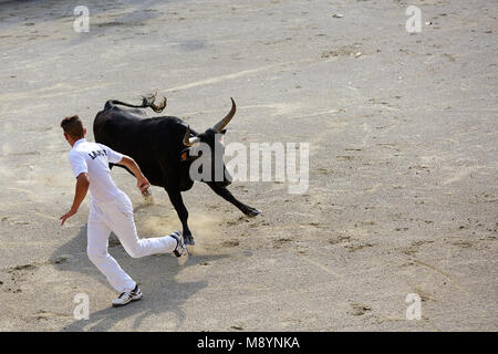 Ein einziger Stier an einen Kampf mit Matador in der Arena von Bellegarde, Provence, Frankreich Stockfoto