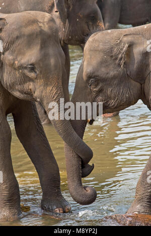 2 Junge Sri Lankas Elefanten von Pinnawala Elefanten Waisenhaus die besten Freunde Baden im Fluss. Stockfoto