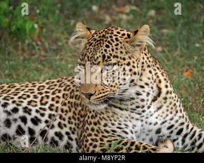 Bild der weiblichen Leopard (Panthera pardus) mit ausgeprägten haarigen Ohren mit Wohnsitz in Motorogi Conservancy Olare Masai Mara, Kenia, Afrika Stockfoto