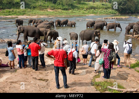 Sri Lankas Elefanten von Pinnawala Elefanten Waisenhaus Baden im Fluss mit Touristen zu beobachten und zu fotografieren. Stockfoto