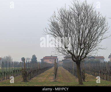 Panorama von schönen Landschaften in den Euganeischen Hügeln Regional Park, Italien Stockfoto