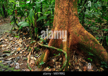 Eine Antenne Root wickelt sich um einen Baum in den tropischen Wald von Tirimbina Biologische finden. Stockfoto