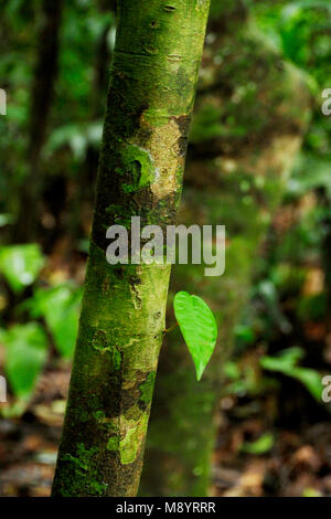 Ein einzelnes Blatt hebt die Schönheit von einem Baumstamm entlang eines Wanderweges in Costa Rica's Tirimbina Biologische finden. Stockfoto