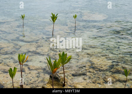 Junge Mangroven wachsen im flachen Wasser - Stockfoto