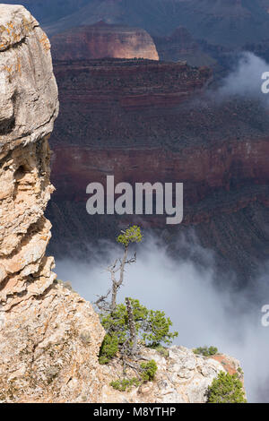 Morgen Wolken über dem Grand Canyon von Yavapai Point. Grand Canyon National Park, Arizona. Mitte September. Stockfoto