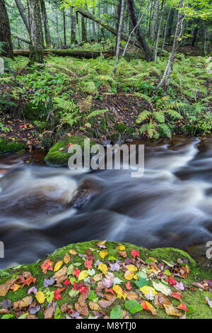 Herbst Blätter auf bemoosten Felsbrocken. Porcupine Mountains State Park, Michigan's Upper Peninsula. Ende September. Stockfoto