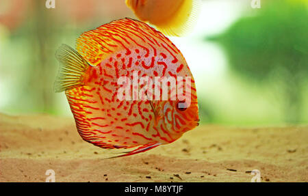 Diskus Fische im Süßwasser-Aquarium Stockfoto