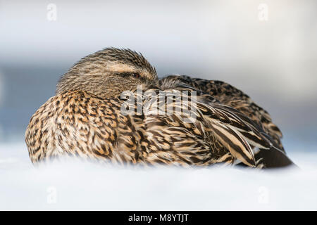 Stockente (Anas platyrhynchos), Winter, östlichen Nordamerika, von Dominique Braud/Dembinsky Foto Assoc Stockfoto