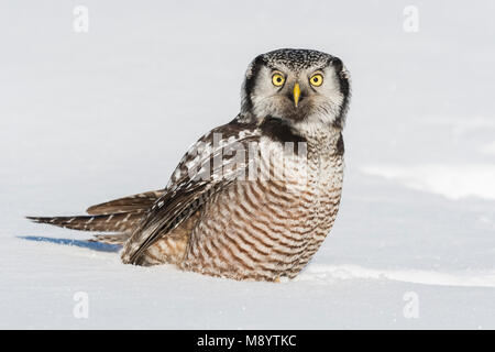 Northern Hawl Owl (Surnia Ulula), St. Louis County, MN, USA, Januar, von Dominique Braud/Dembinsky Foto Assoc Stockfoto