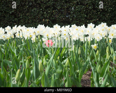 Bereich der weißen und gelben Narzissen in voller Blüte mit einem rosa Tulpe im Wintergarten Garten Stockfoto