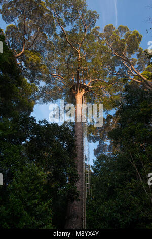 Aussichtsplattform in einem Baum, Maliau Becken, Sabah, Malaysia, Borneo, Stockfoto