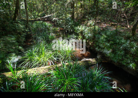 Farne, Dipteris lobbiana, wachsen in einem Stream, Maliau Becken, Sabah, Malaysia, Borneo, Stockfoto