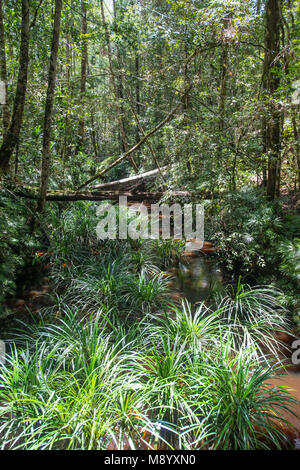 Farne, Dipteris lobbiana, wachsen in einem Stream, Maliau Becken, Sabah, Malaysia, Borneo, Stockfoto